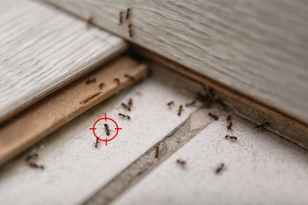 Best Best Pest Control Companies  in Shrewsbury, MO