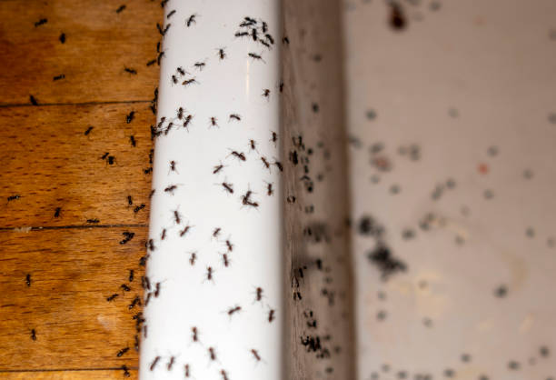 Best Insect Control  in Shrewsbury, MO