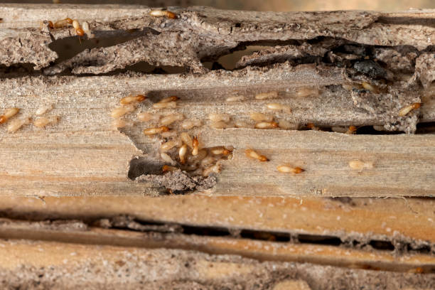 Pest Control for Restaurants in Shrewsbury, MO